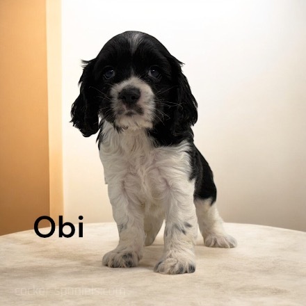 puppy, for, sale, Cocker Spaniel, Joe & Cherri  Overlease, dog, breeder, Miller, MO, dog-breeder, puppy-for-sale, forsale, nearby, find, puppyfind, locator, puppylocator, aca